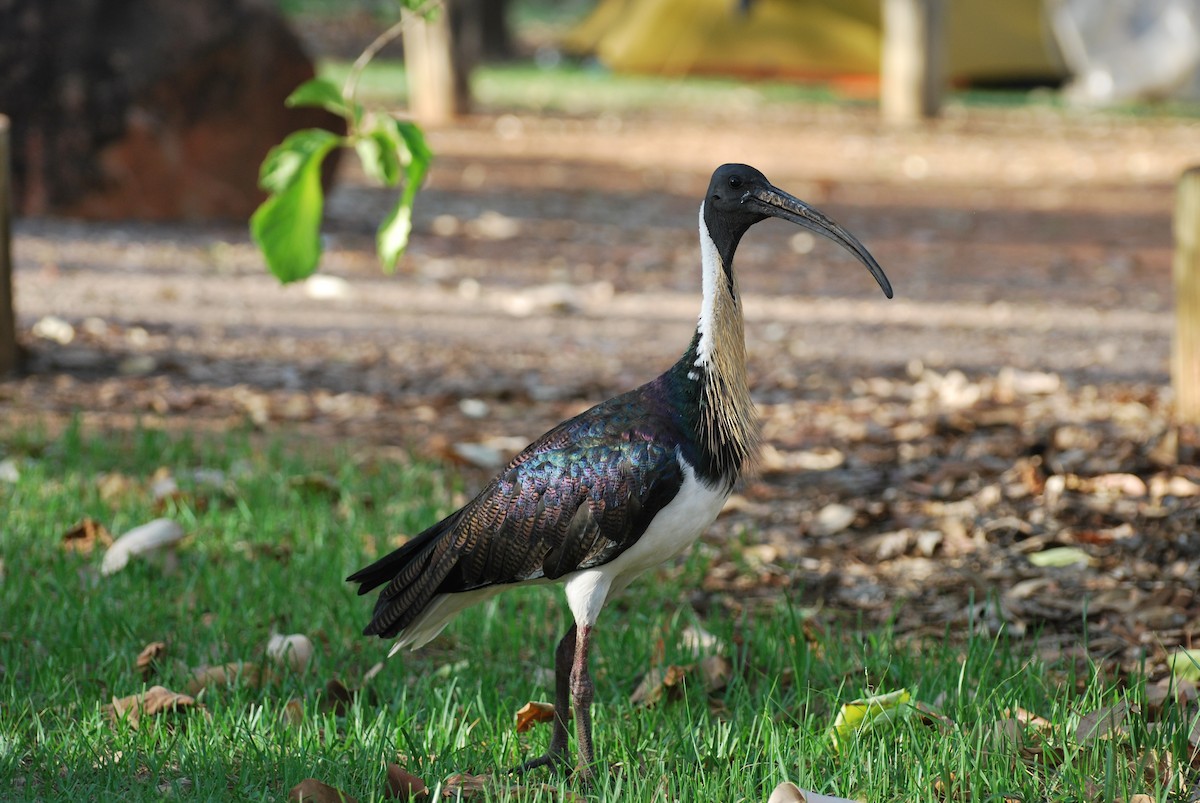 Straw-necked Ibis - Ryan Burnett