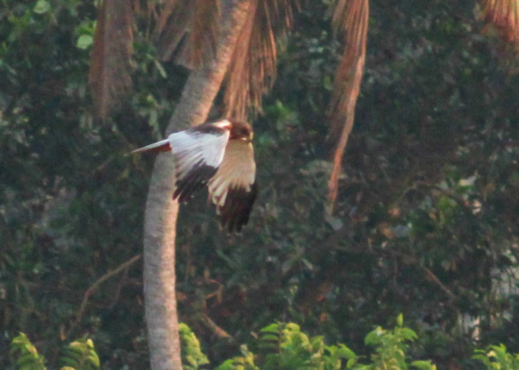 Western Marsh Harrier - ML615588565