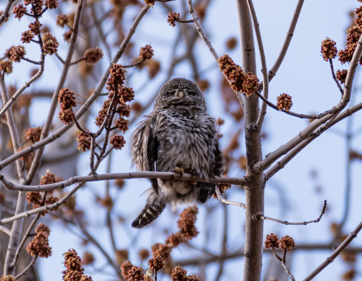 Northern Pygmy-Owl - shawn mason