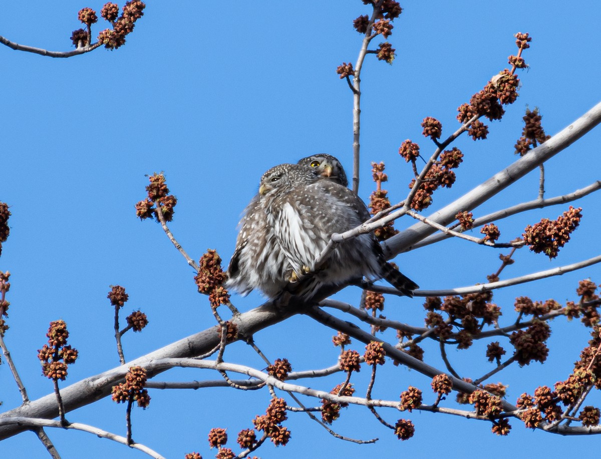 Northern Pygmy-Owl - shawn mason