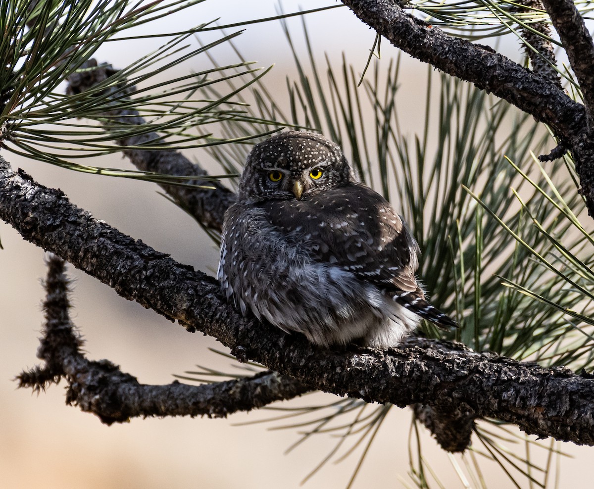 Northern Pygmy-Owl - shawn mason