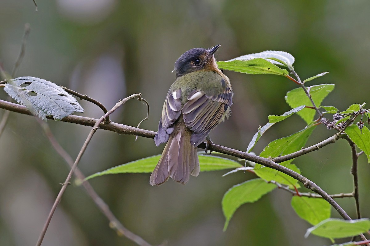 Rufous-breasted Flycatcher - ML615588722