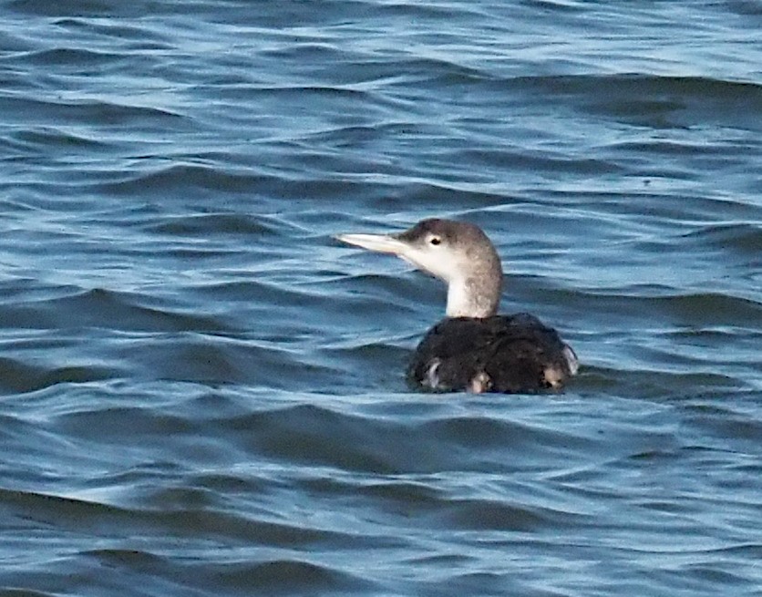 Common Loon - ML615588759