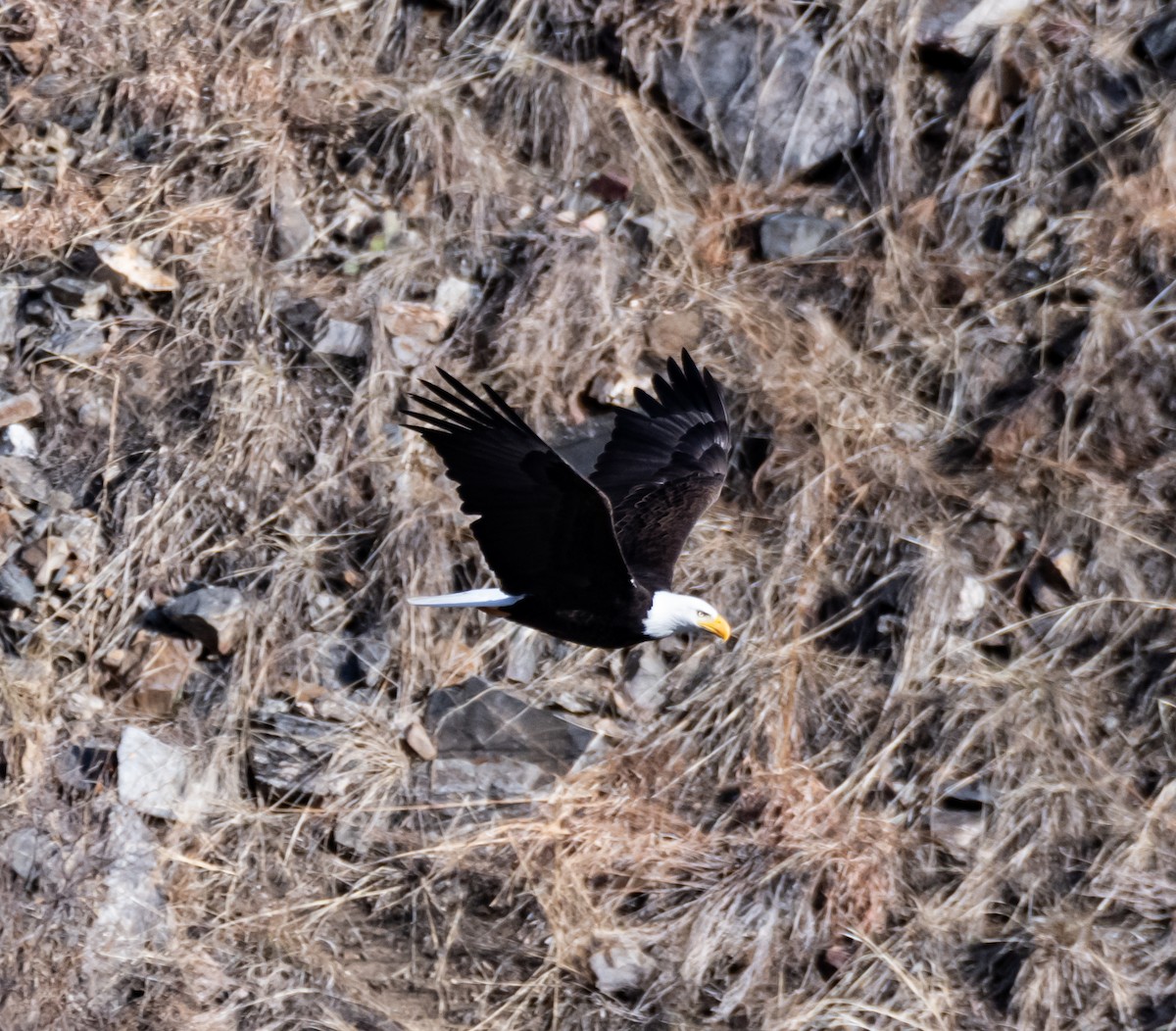 Bald Eagle - shawn mason