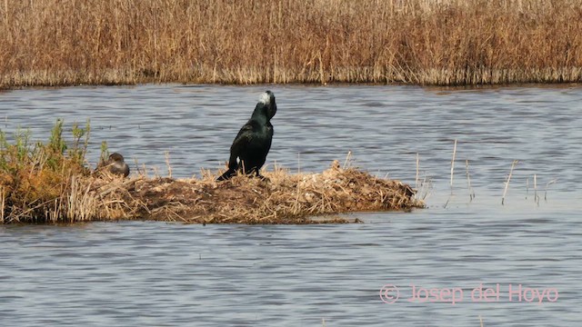 Grand Cormoran (sinensis/hanedae) - ML615588814