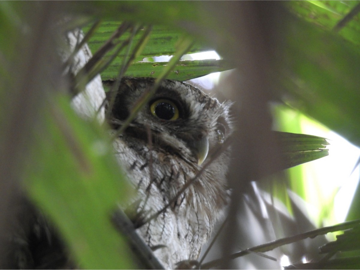 Tropical Screech-Owl - ML615588850