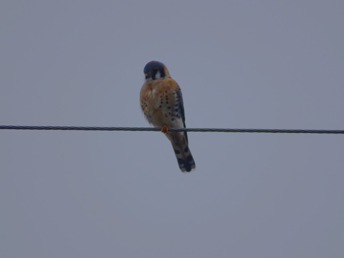 American Kestrel - ML615588897