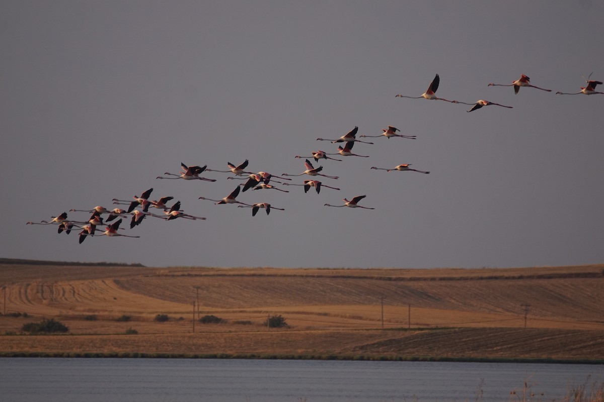 Greater Flamingo - ML615588924