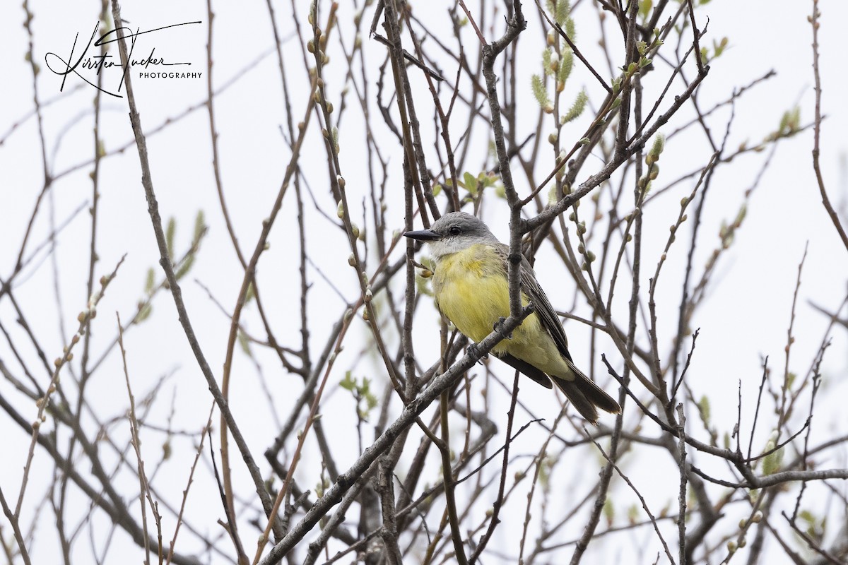 Tropical Kingbird - ML615588981