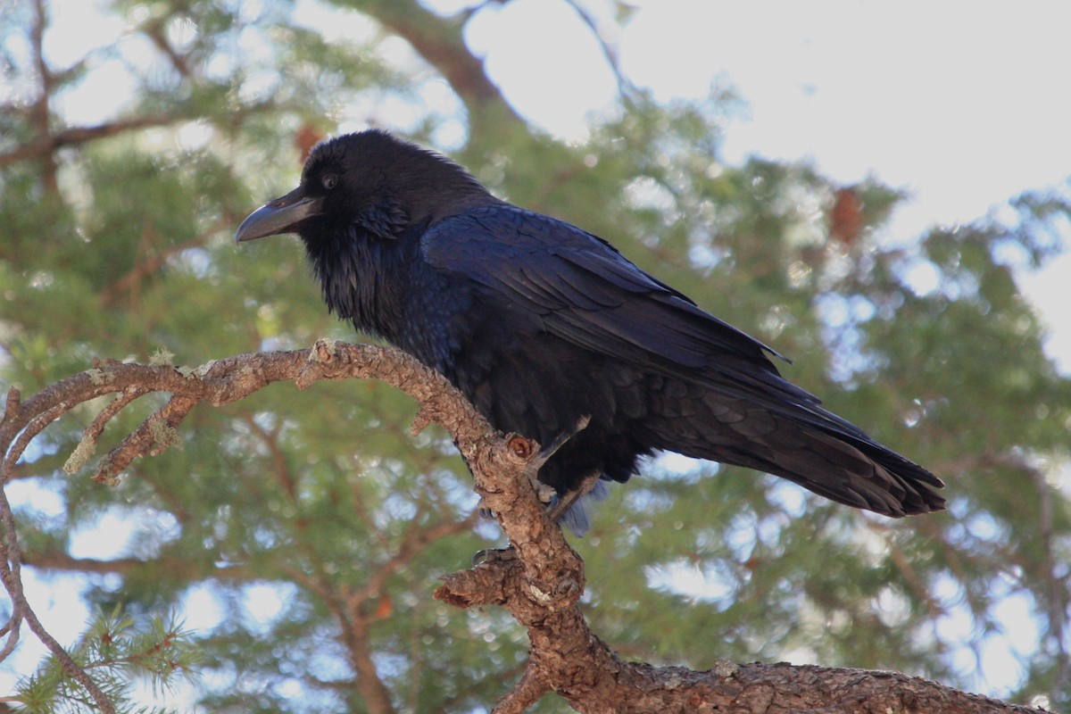 Common Raven - ML615589015