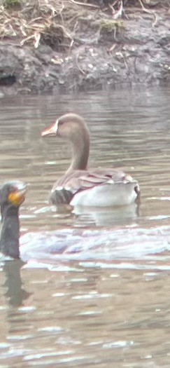 Greater White-fronted Goose - ML615589026