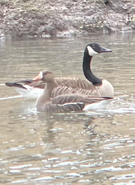 Greater White-fronted Goose - ML615589027