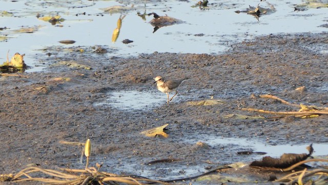 Little Ringed Plover - ML615589028