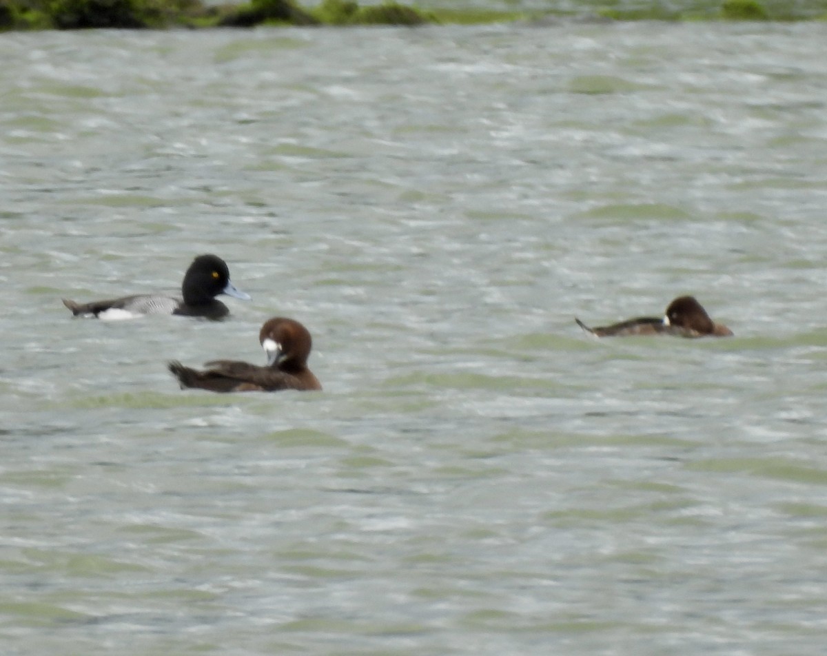 Lesser Scaup - ML615589037