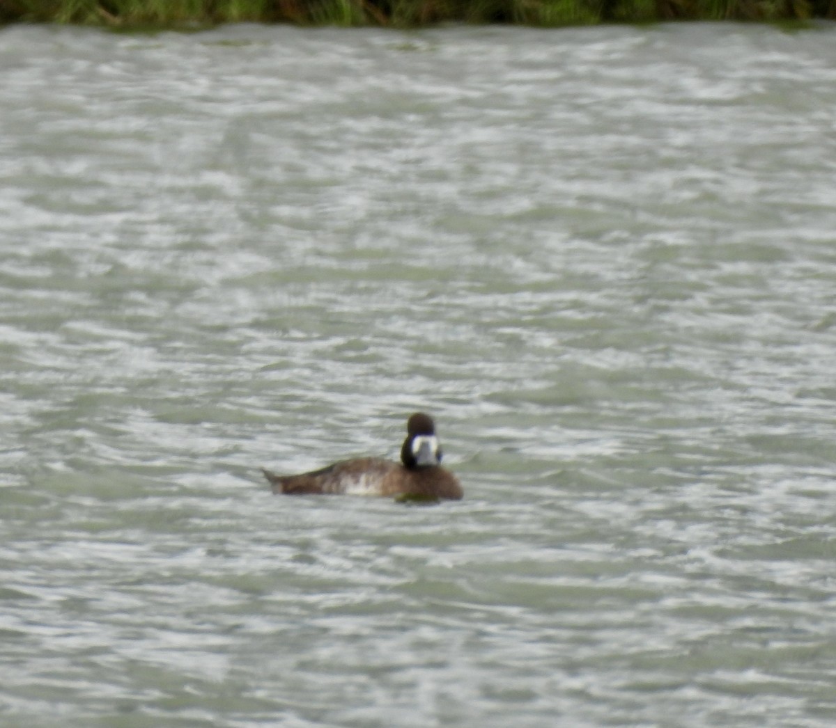 Lesser Scaup - ML615589046