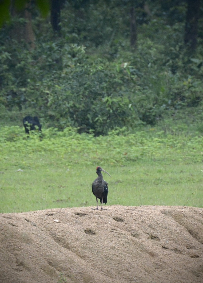 Red-naped Ibis - Karthik Solanki