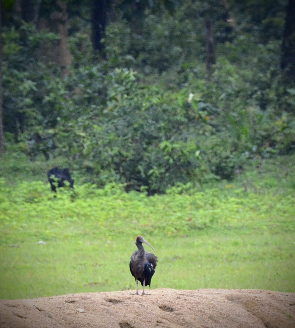 Red-naped Ibis - Karthik Solanki