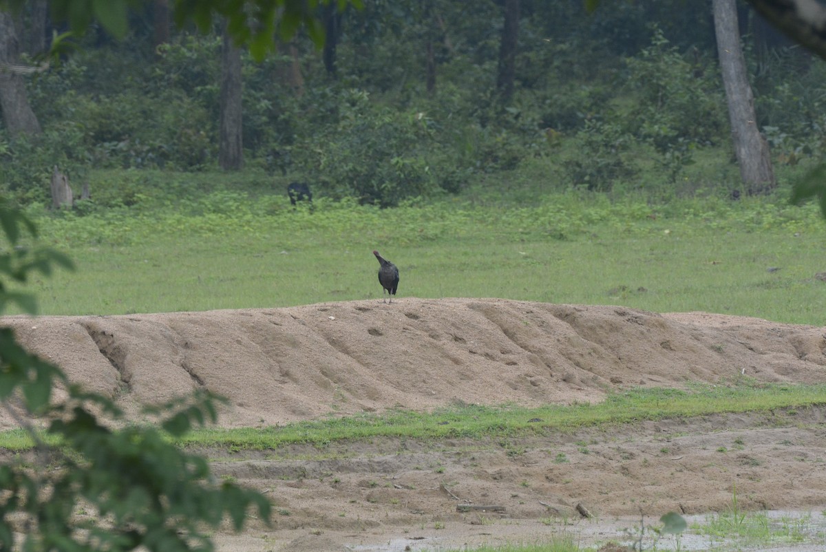 Red-naped Ibis - Karthik Solanki