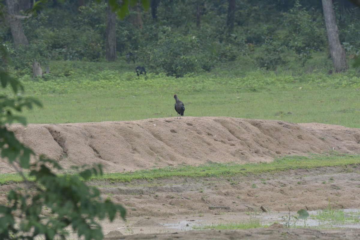 Red-naped Ibis - Karthik Solanki