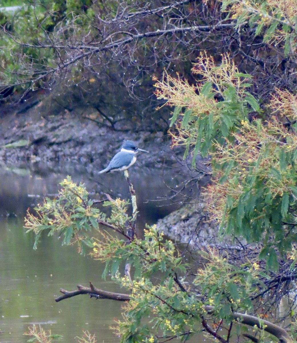 Belted Kingfisher - ML615589058