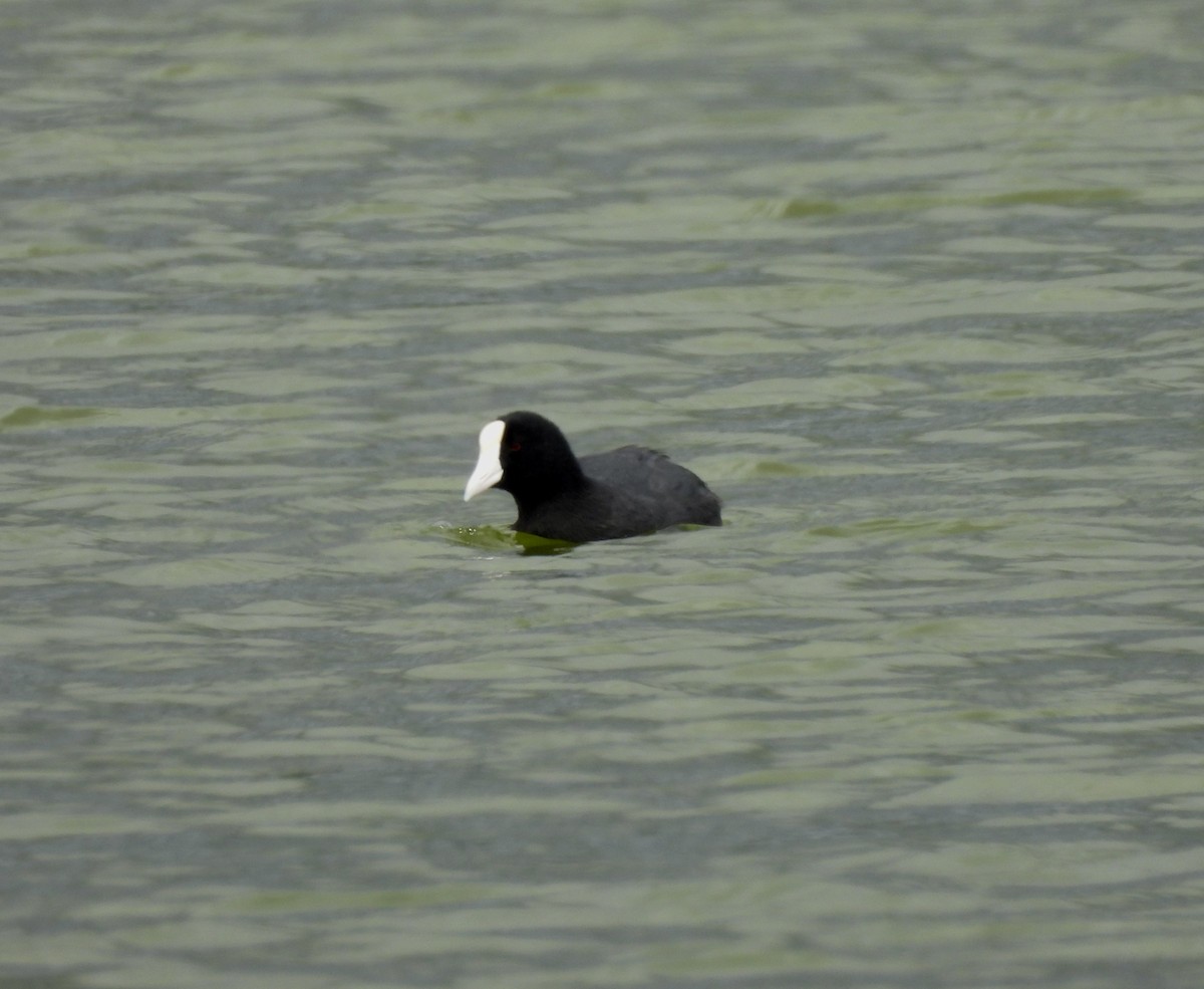 Hawaiian Coot - William McClellan