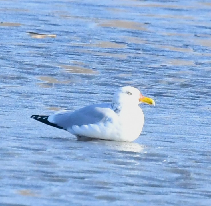 Herring Gull - ML615589092