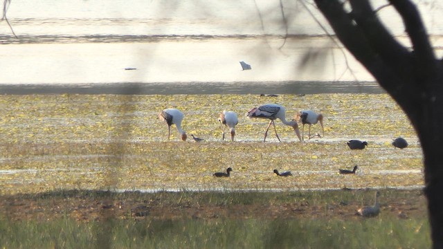 Painted Stork - ML615589118