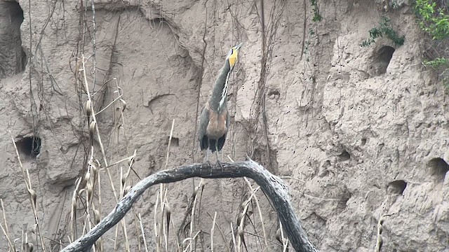 Bare-throated Tiger-Heron - ML615589167