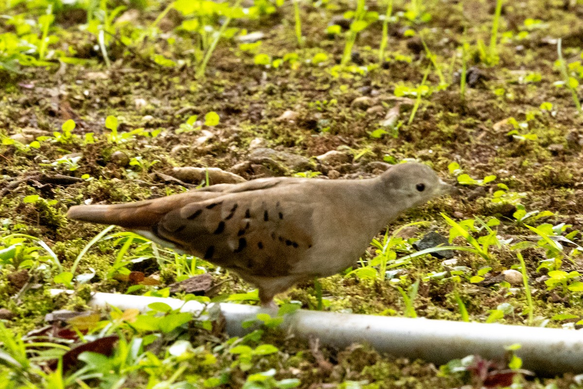 Ruddy Ground Dove - Mike “Champ” Krzychylkiewicz