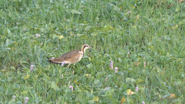 Jacana à longue queue - ML615589181