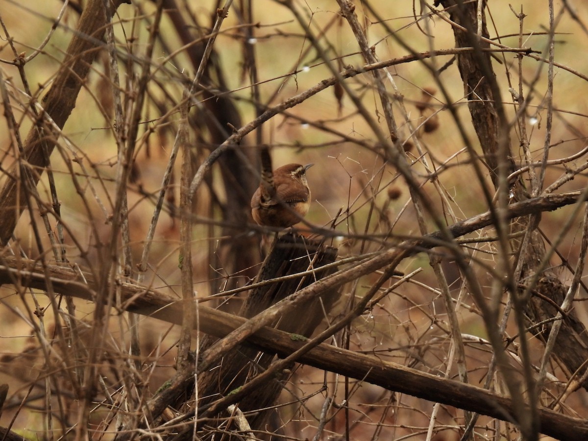 Carolina Wren - ML615589218