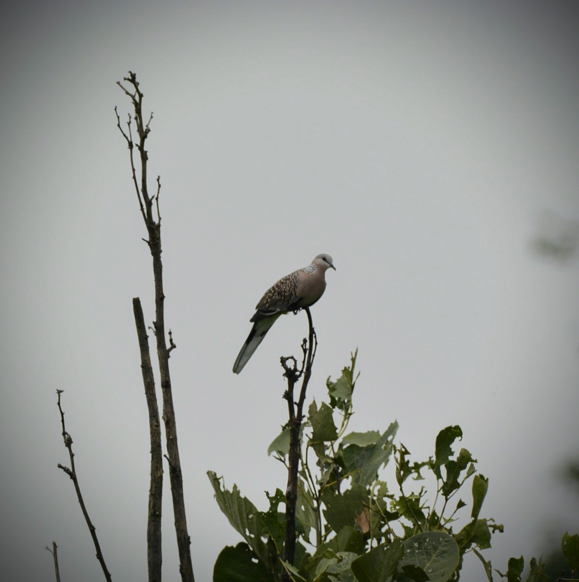 Spotted Dove (Western) - Karthik Solanki