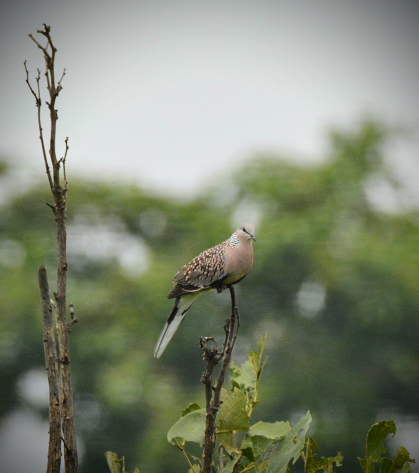 Spotted Dove (Western) - Karthik Solanki