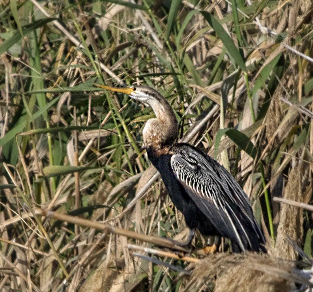 アフリカヘビウ - ML615589271