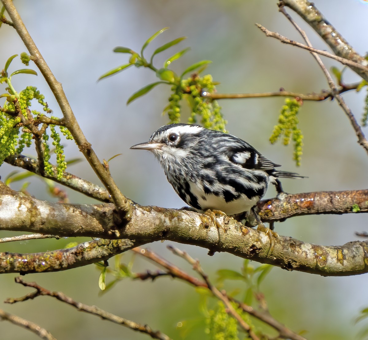 Black-and-white Warbler - ML615589297