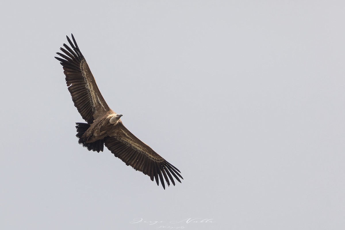 Eurasian Griffon - Jorge Nubla