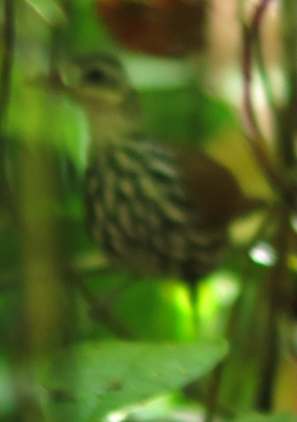 Bornean Wren-Babbler - ML615589301