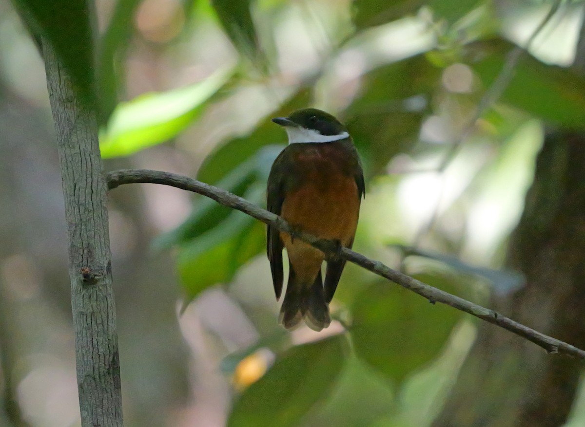 Yellow-crowned Manakin - ML615589331