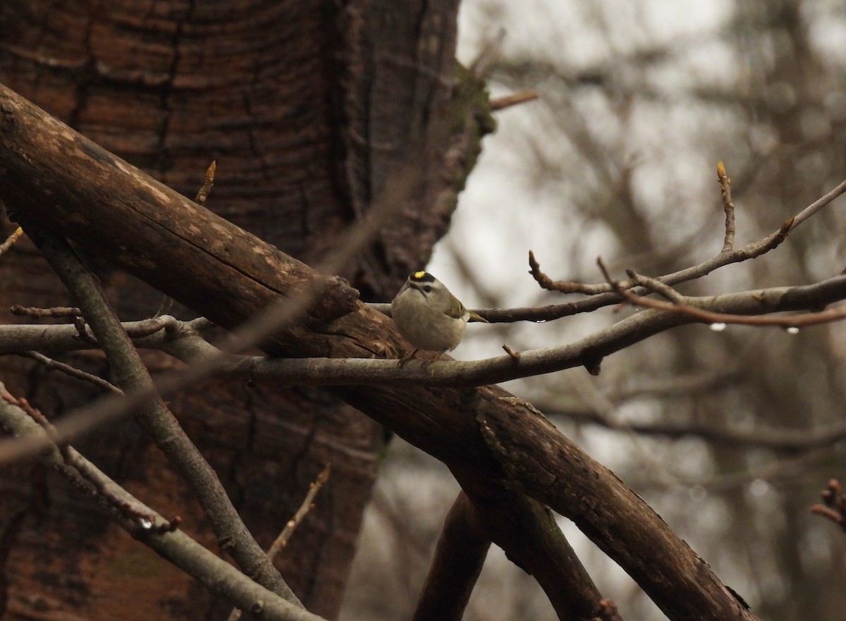 Golden-crowned Kinglet - John McKay