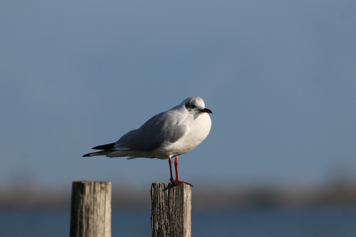 Black-headed Gull - ML615589364