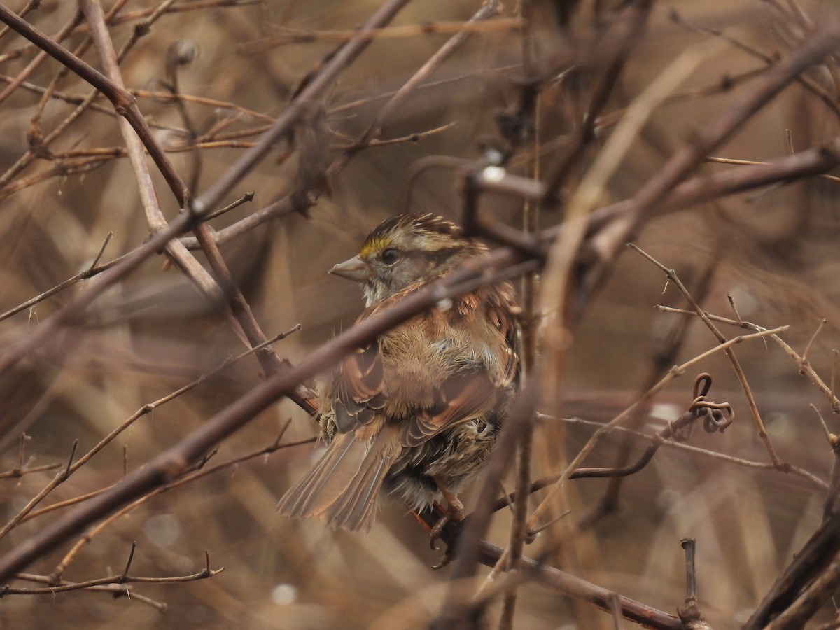 White-throated Sparrow - John McKay