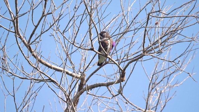 White-browed Purpletuft - ML615589510