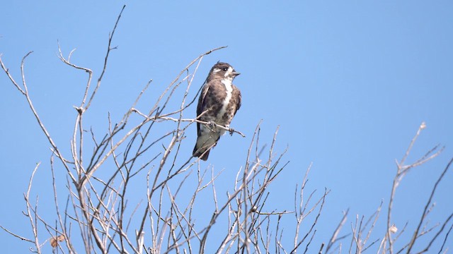 White-browed Purpletuft - ML615589519