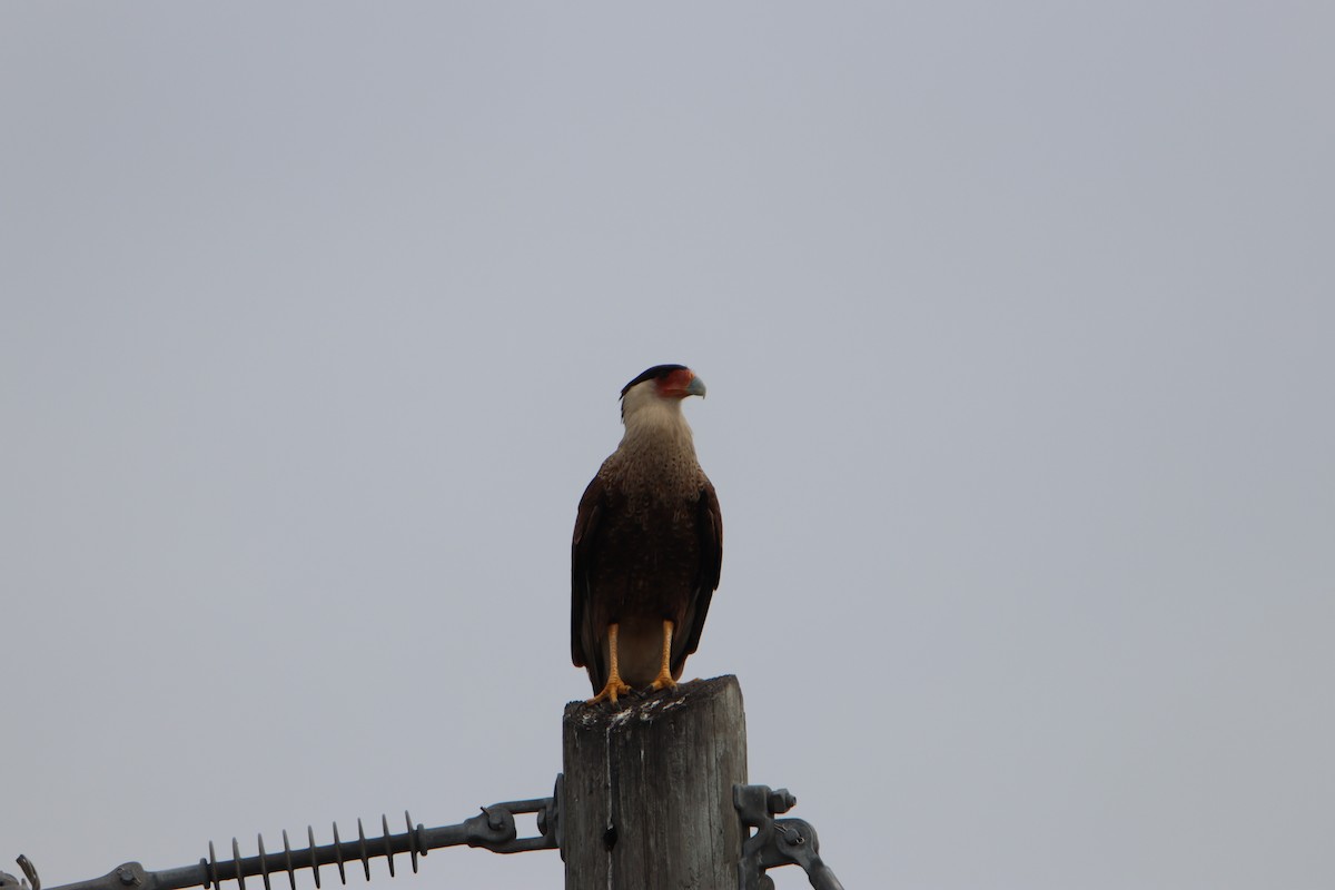 Caracara huppé - ML615589527