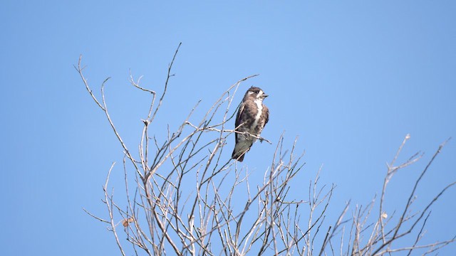 White-browed Purpletuft - ML615589538