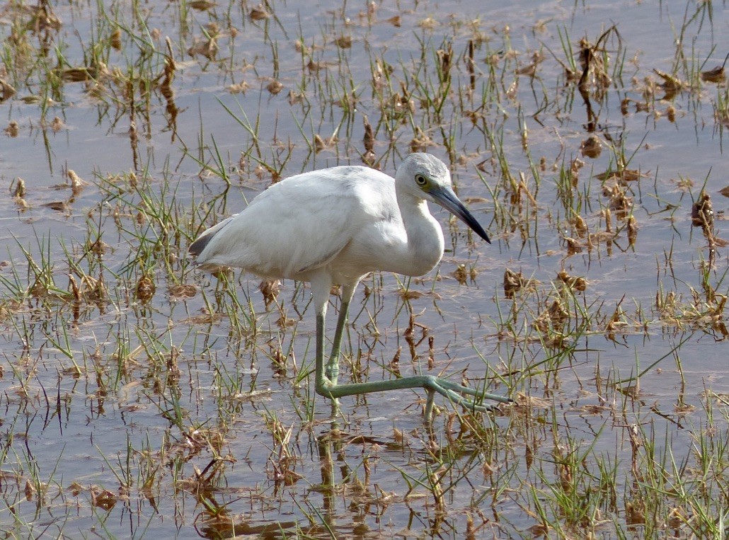 Little Blue Heron - ML615589561