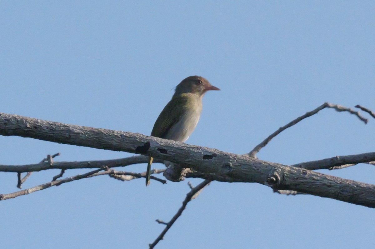 Brown-headed Greenlet - ML615589641