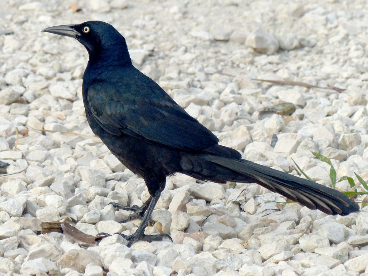 Great-tailed Grackle - Garvin Filbert