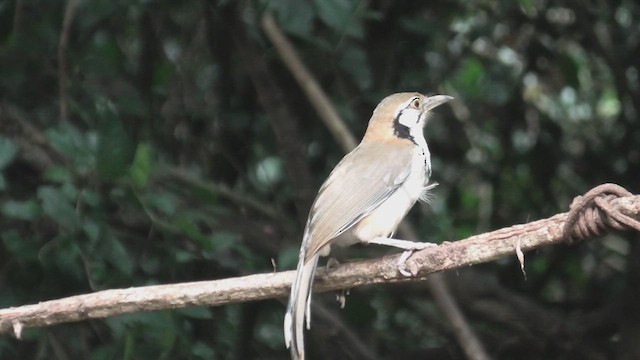 Greater Necklaced Laughingthrush - ML615589646