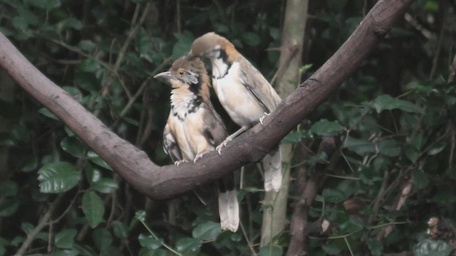 Greater Necklaced Laughingthrush - ML615589647